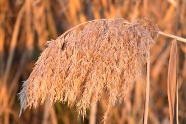 sonbahar yaprakları