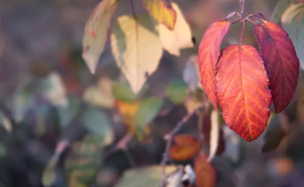 Rode herfstbladeren — Stockfoto