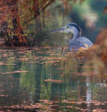 sonbaharda gölde yansıma balıkçıl