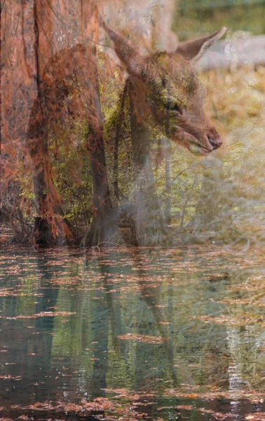 Cervos reflexão no lago no outono — Fotografia de Stock