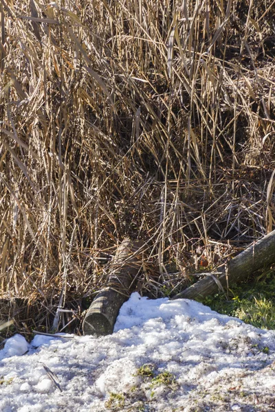 Reed marsh in winter