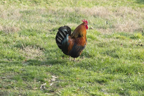 Rooster and hen in the farm — Stock Photo, Image