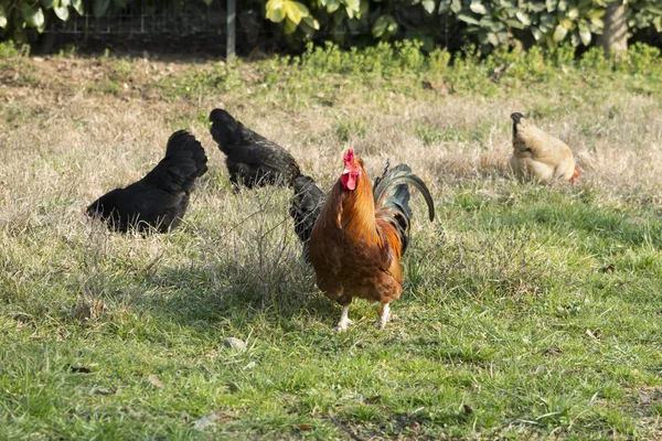 公鸡和母鸡在农场 — 图库照片