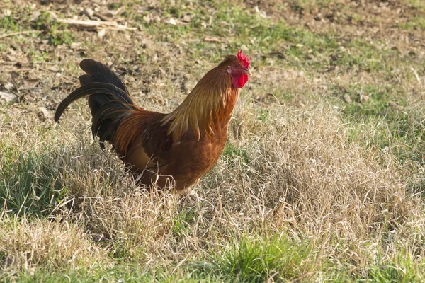 Gallo y gallina en la granja —  Fotos de Stock