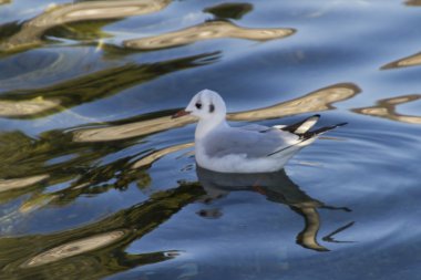 göl kenarında martı