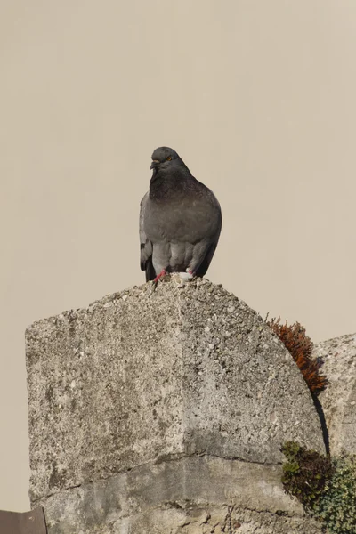 Pigeon on wall — Stock Photo, Image