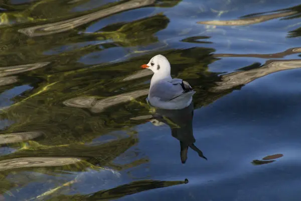 Mouette sur le lac — Photo