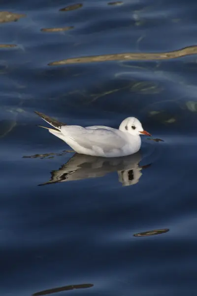 Seagull on lake — Stock Photo, Image