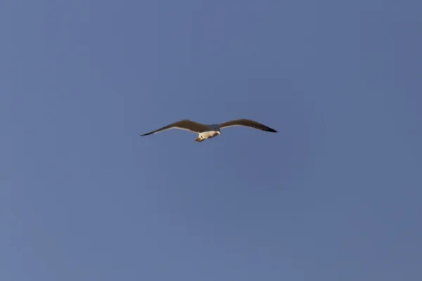 Mouette volant dans le ciel bleu — Photo