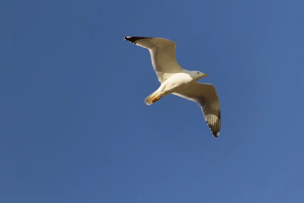 Mouette volant dans le ciel bleu — Photo