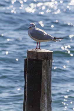 göl kenarında martı