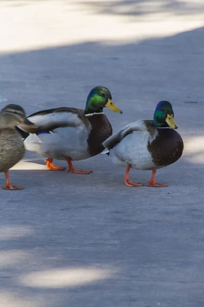 Enten am Strand — Stockfoto