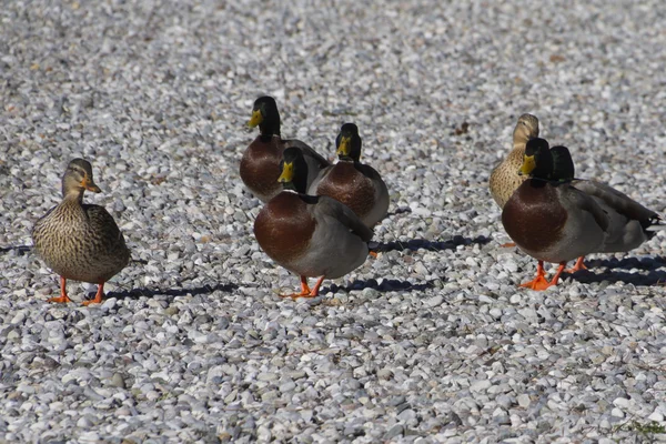 Canards sur la plage — Photo