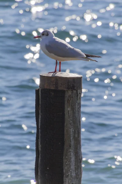 Seagull on lake — Stock Photo, Image