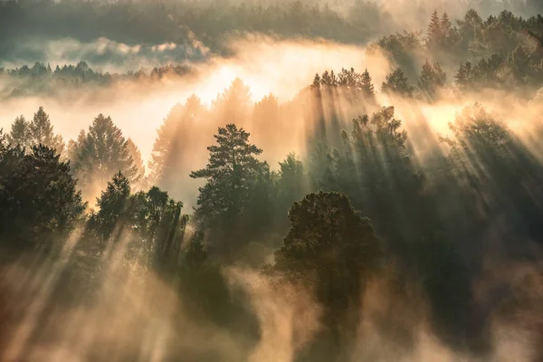 Alba Una Foresta Nebbiosa Raggi Del Sole Fanno Strada Attraverso — Foto Stock