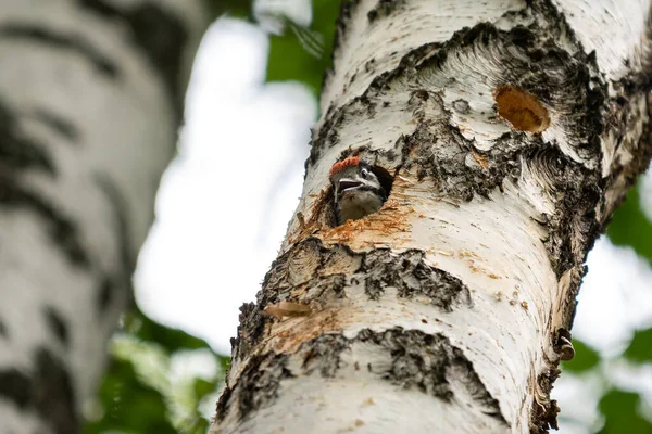 Woodpecker Chick Peeks Out Hollow — Stock Photo, Image