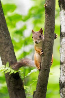 Doğal ortamında ağaçtaki meraklı sincap.