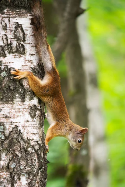 Esquilo Curioso Uma Árvore Seu Habitat Natural — Fotografia de Stock