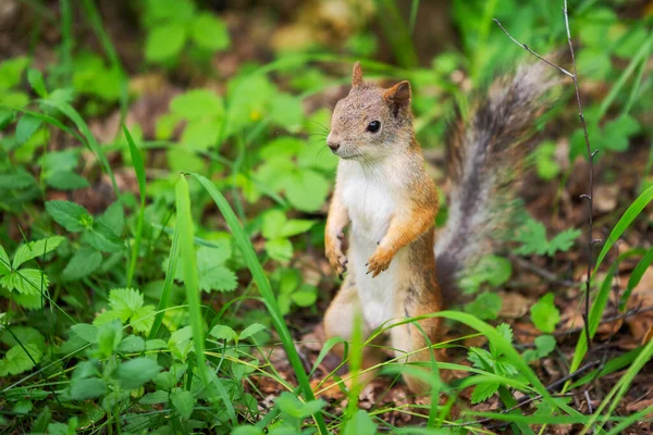 Curious Squirrel Stands Grass — Stock Photo, Image