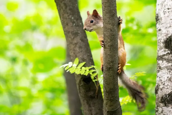 Esquilo Curioso Uma Árvore Seu Habitat Natural — Fotografia de Stock