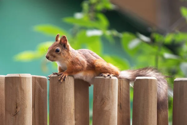 Esquilo Curioso Uma Árvore Seu Habitat Natural — Fotografia de Stock