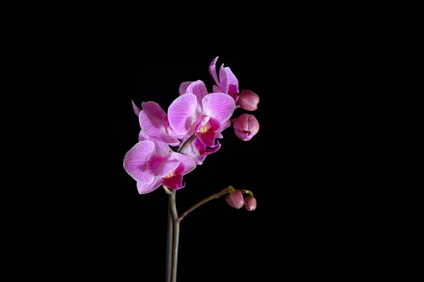 Orquídea rosa em backgorund preto — Fotografia de Stock
