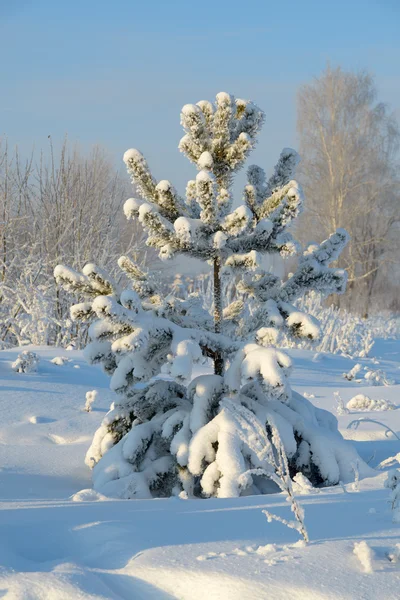 Árvore de Natal coberta de neve — Fotografia de Stock