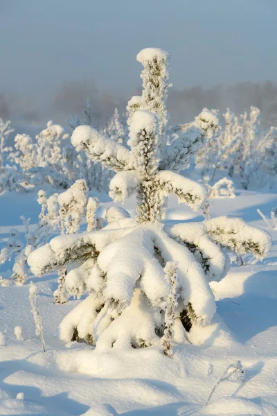 Vánoční stromek pokrytý sněhem — Stock fotografie