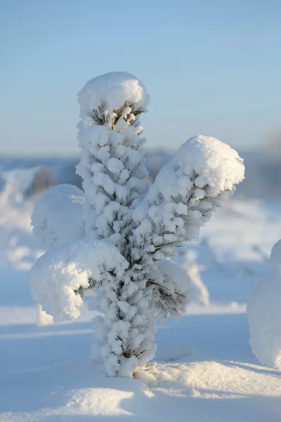 Christmas Tree covered with snow — Stock Photo, Image