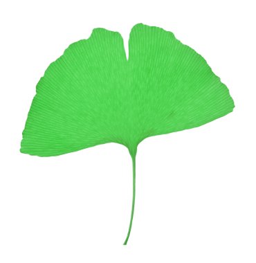 Ginko yaprak fotoğraf
