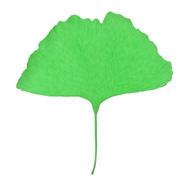 Ginko yaprak fotoğraf