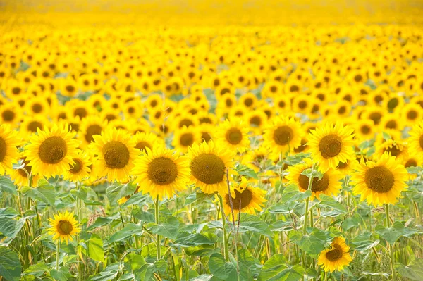 Champ de tournesol photo — Photo