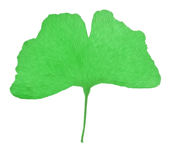 Ginko leaf photo — Stock Photo, Image