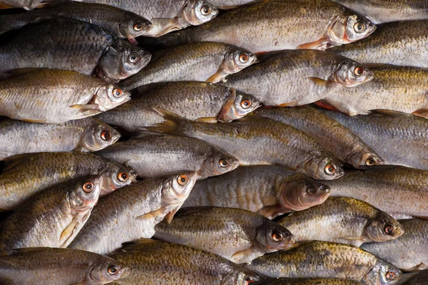 Group of Freshwater fish — Stock Photo, Image