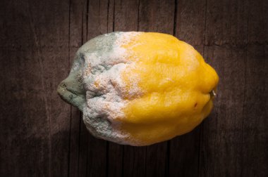 Çürümüş sarı limon