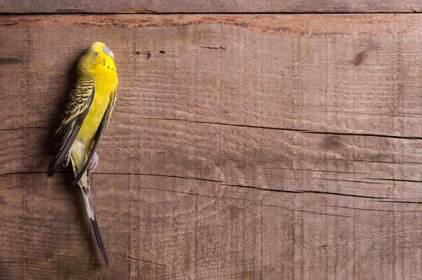 Biraz kuş Kafesli gerekiyordu değil