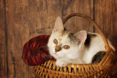 Yumuşak sepetteki kedi yavrusu