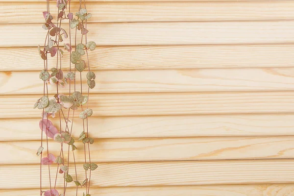 Лиана Деревянном Фоне — стоковое фото
