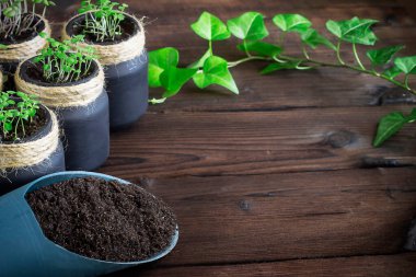 Ahşap bir arka planda kavanozlarda filizlenen tohumlar.