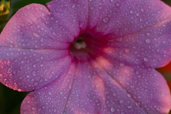 Flores Petunia Con Gotas Rocío Amanecer Verano Macro Foto Una — Foto de Stock