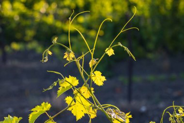 Kırım 'da bir üzüm tarlasında günbatımında üzüm, yaprak ve dallar.
