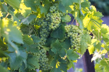 Kırım 'da bir üzüm tarlasında günbatımında üzüm, yaprak ve dallar.