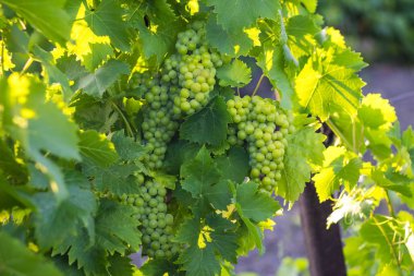 Kırım 'da bir üzüm tarlasında günbatımında üzüm, yaprak ve dallar.