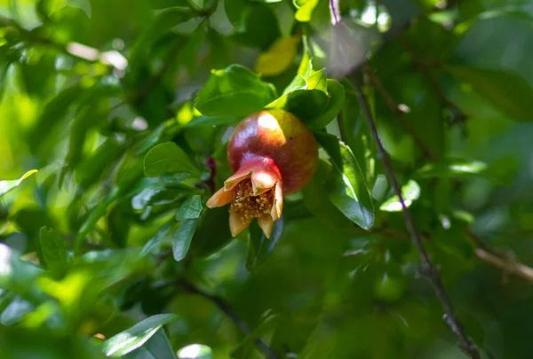 Jeunes Grenades Sont Accrochées Une Branche Sur Arbre Été Juin — Photo