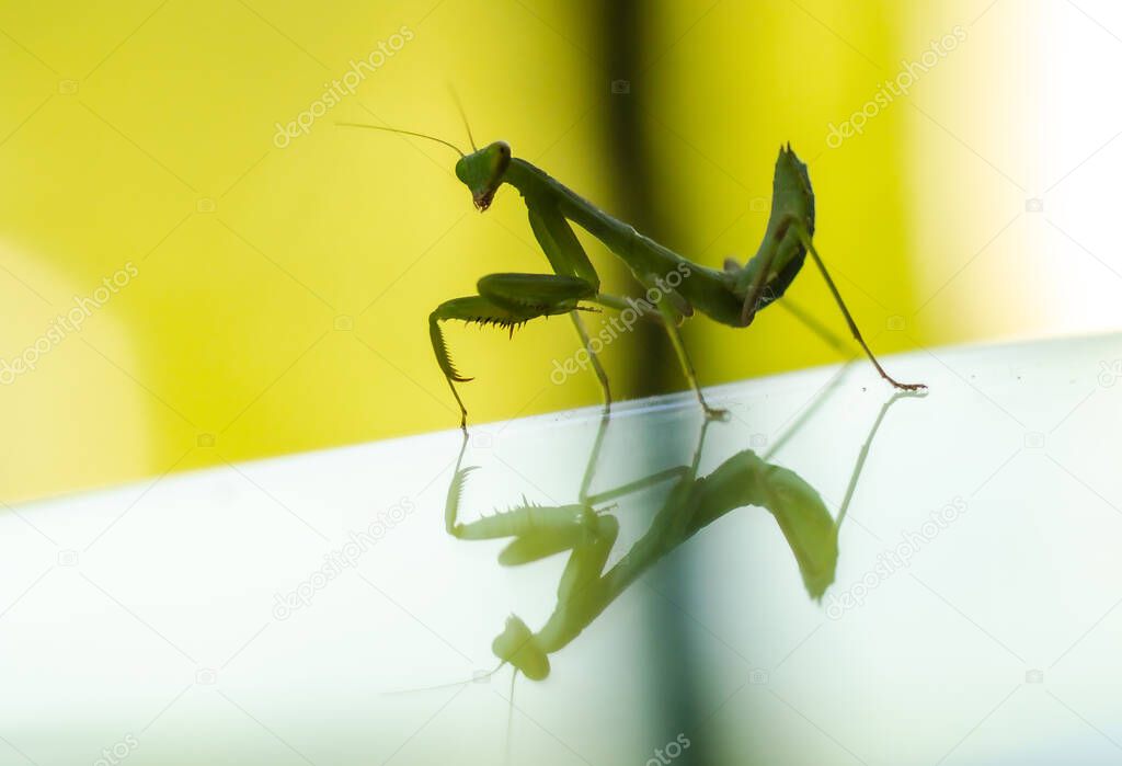 Insect praying mantis close up with reflection on glass table