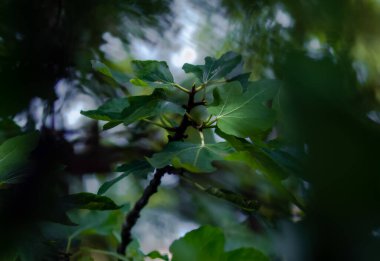 Temmuz 'da, günbatımında yapraklı ve meyveli incir ağacı çalıları