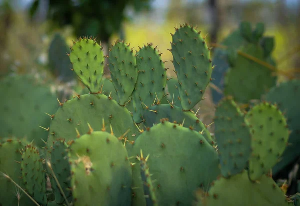 Cactus Primer Plano Atardecer Sur — Foto de Stock