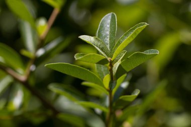 Genç nar yaprakları gün batımında bahçede.