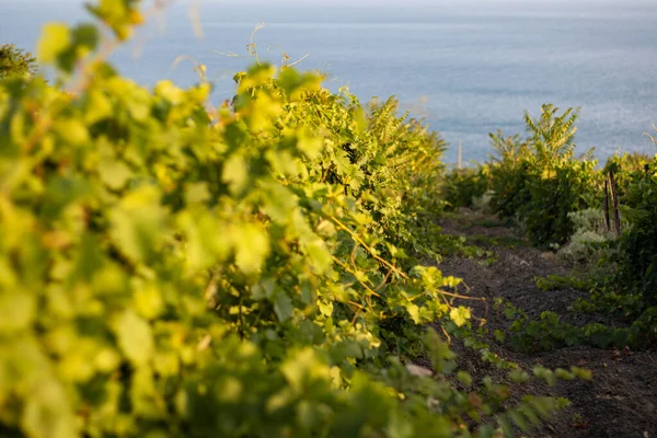 Bando Uvas Folhas Ramos Pôr Sol Num Campo Uvas Sul — Fotografia de Stock