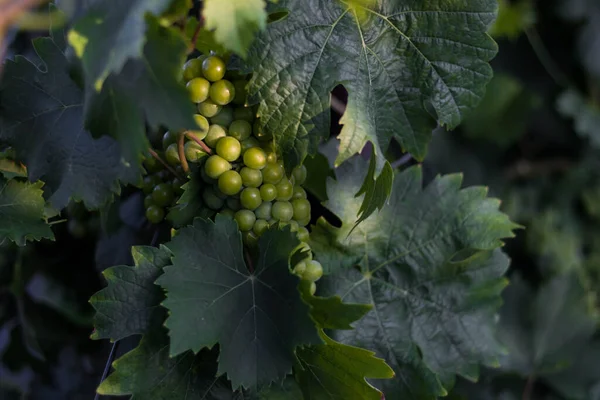 Trauben Blätter Und Zweige Bei Sonnenuntergang Auf Einem Weinfeld Süden — Stockfoto